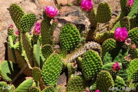 仙人掌開花意義|仙人掌開花嗎？仙人掌開花代表什麼？有什麼寓意嗎？。